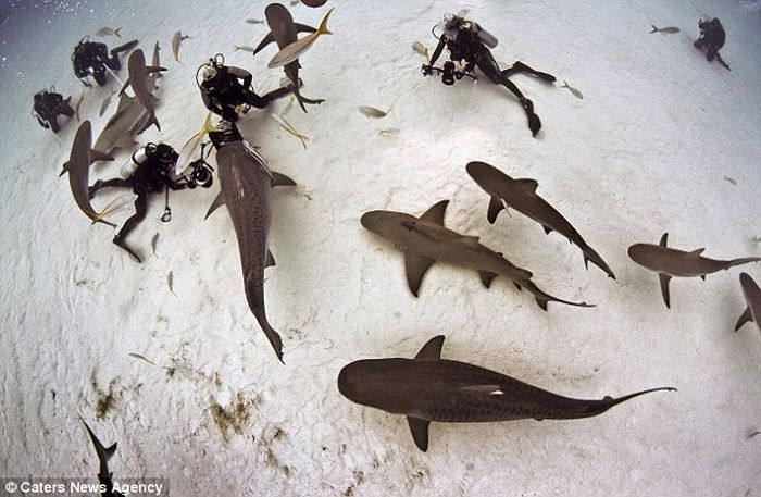 акула, тигровая акула, под водой, аквалангист