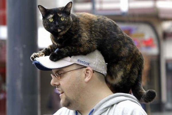 Коты на человеческих головах (24 фото)