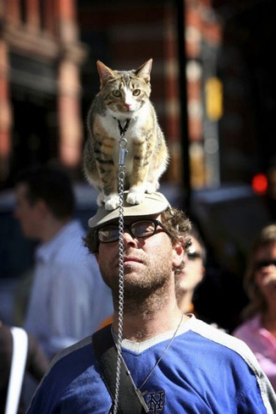 Коты на человеческих головах (24 фото)