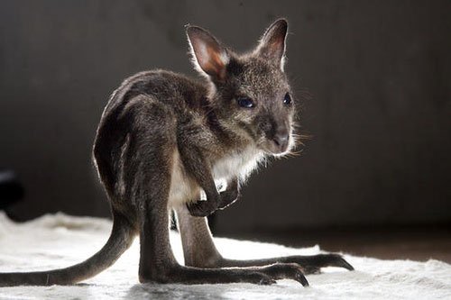 Детёныш кенгуру (5 фото)