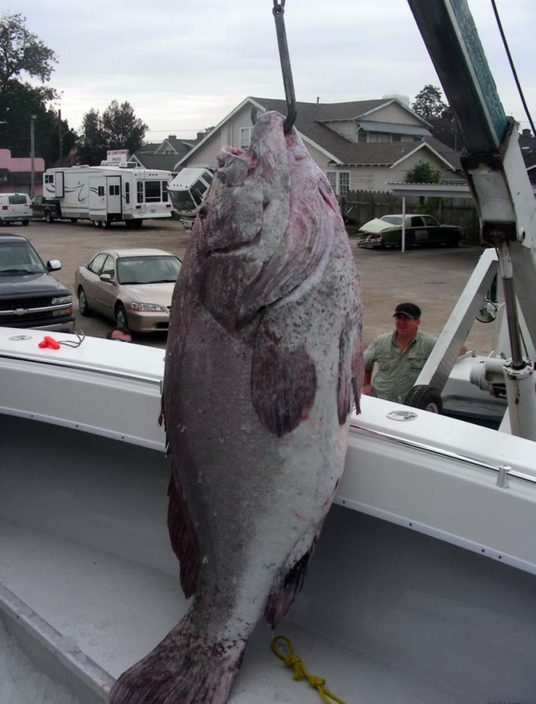 Ловись рыбка большая и большая (4 фото)