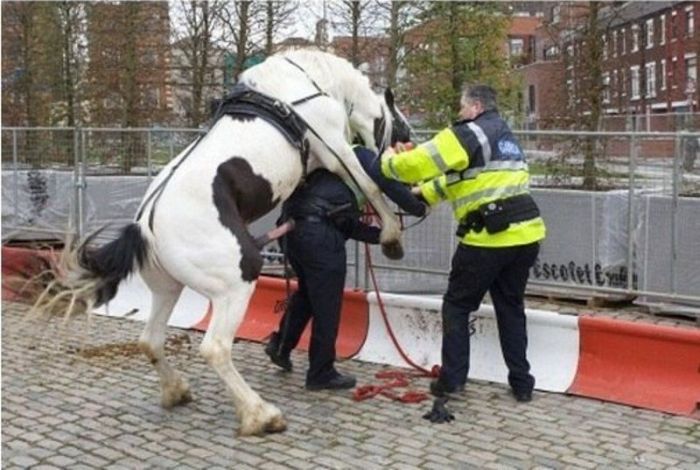 Конь положил на полицейского (2 фото)
