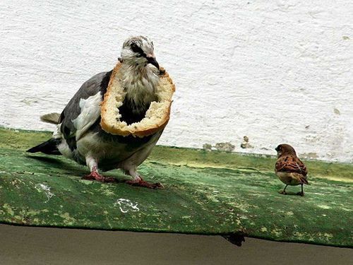 Жесткое издевательство над голубем (14 Фото)
