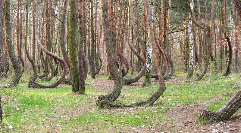 Танцующий лес (16 фото)