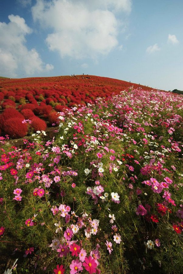 Рассветная страна цветов «Hitachi Seaside Park» (27 фото)
