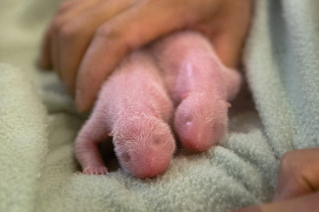 панда, рождение, детеныш