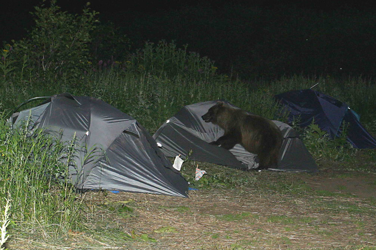Дикие медведи разгромили лагерь туристов (4 фото)