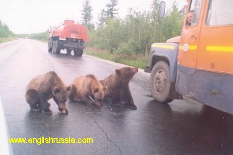 Дикие медведи разгромили лагерь туристов (4 фото)