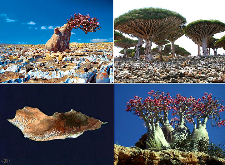 Остров Cокотра (Socotra) (24 фото)