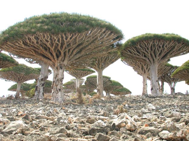 Остров Cокотра (Socotra) (24 фото)