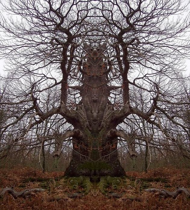 Страшные деревья (30 фото)