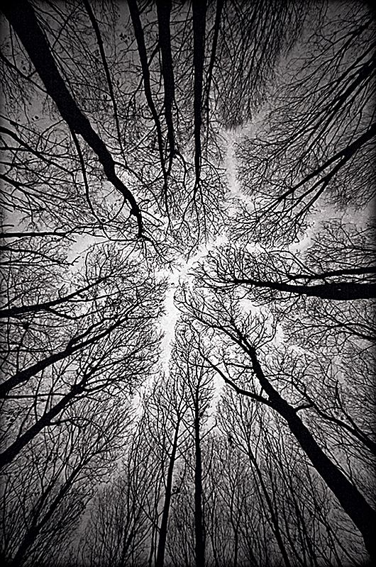 Прикольные фото деревьев (21 фото)
