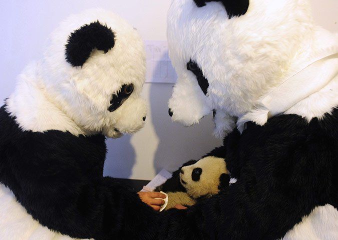 Панда вырастет, наденет костюм человека и будет нянчить его детей (5 фото)